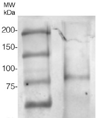 AGO6 | Argonaute 6 in the group Antibodies Plant/Algal / DNA/RNA/Cell Cycle / plant RNA at Agrisera AB (Antibodies for research) (AS10 672)
